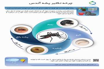 چرخه تکثیر 